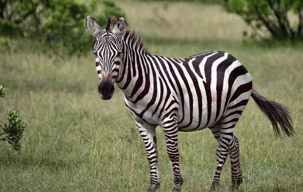 Carte détaillée du Kenya pour mieux explorer ses régions